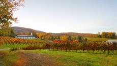 Barboursville Vineyards, Virginia, winery, vineyard, wine, fall, scenic, USA
