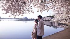 Cherry Blossoms in Washington, DC