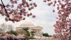 Cherry Blossoms in Washington, DC