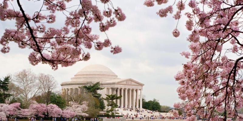 Cherry Blossoms in Washington, DC