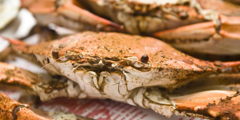 crabs, Maryland, seafood, cuisine
