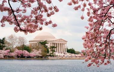 Trees burst with pink cherry blossoms in front of the Jefferson Memorial in Washington, DC.