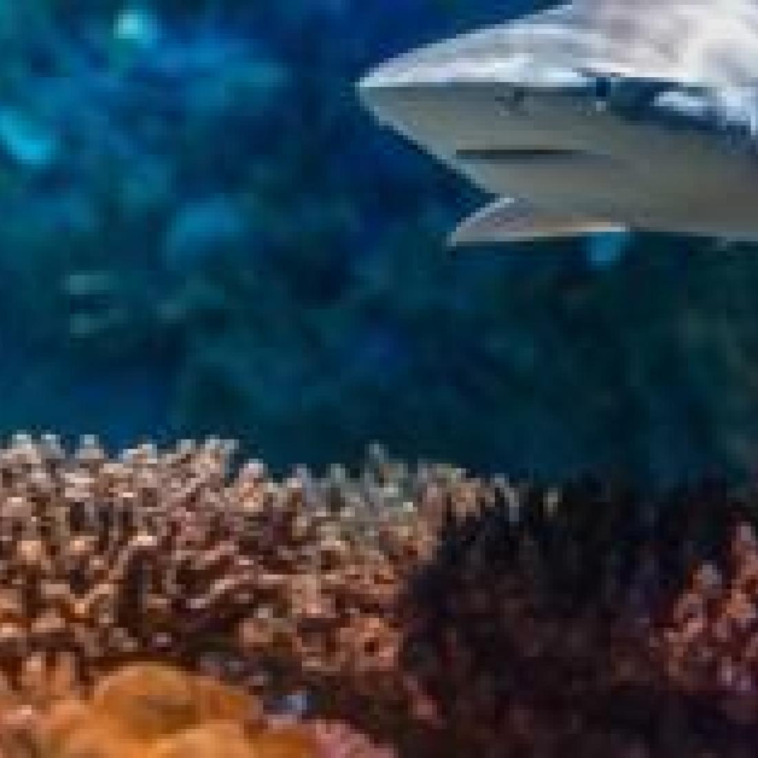 Shark swimming over a reef