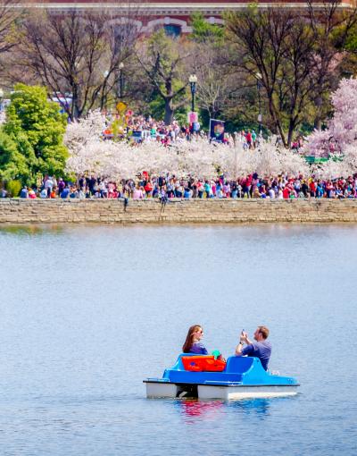 Cherry Blossoms in Washington, DC along the Tidal Basin
